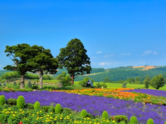 北海道：美瑛の花畑